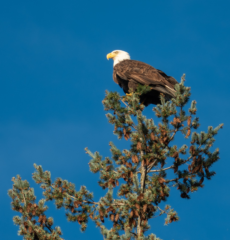 Bald eagle at the top of a cone-scattered evergreen