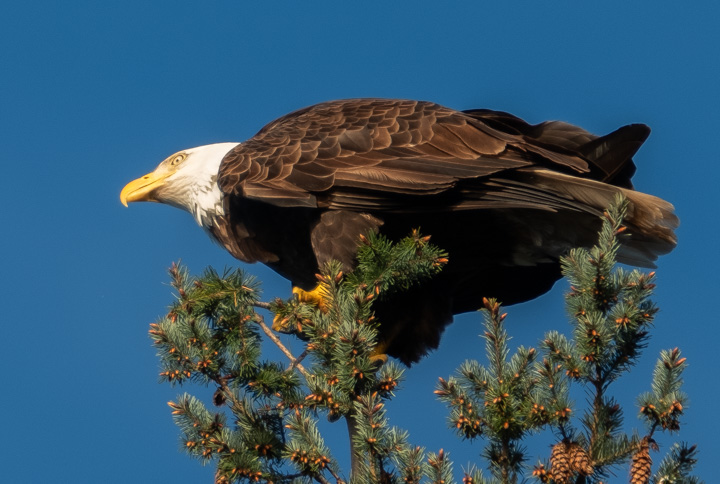 Bald eagle at the top of an evergreen, leaning forward