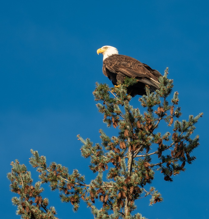 Bald eagle at the top of a cone-scattered evergreen