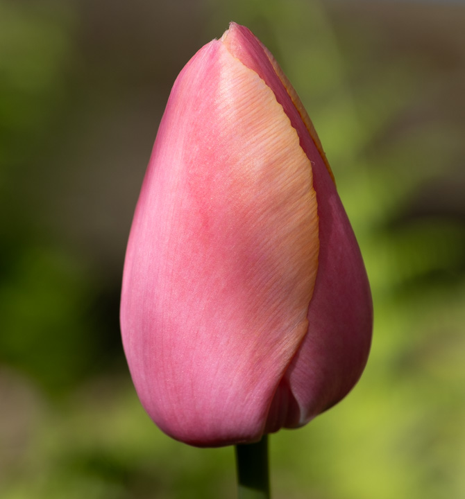 Pink-orange tulip blossom, folded closed