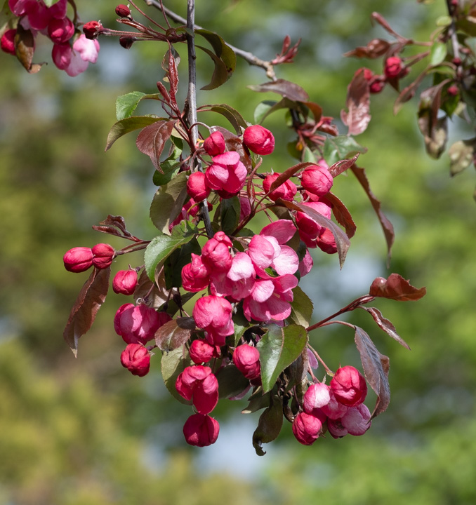 Cluster of pink fruit-tree blossoms, just opening