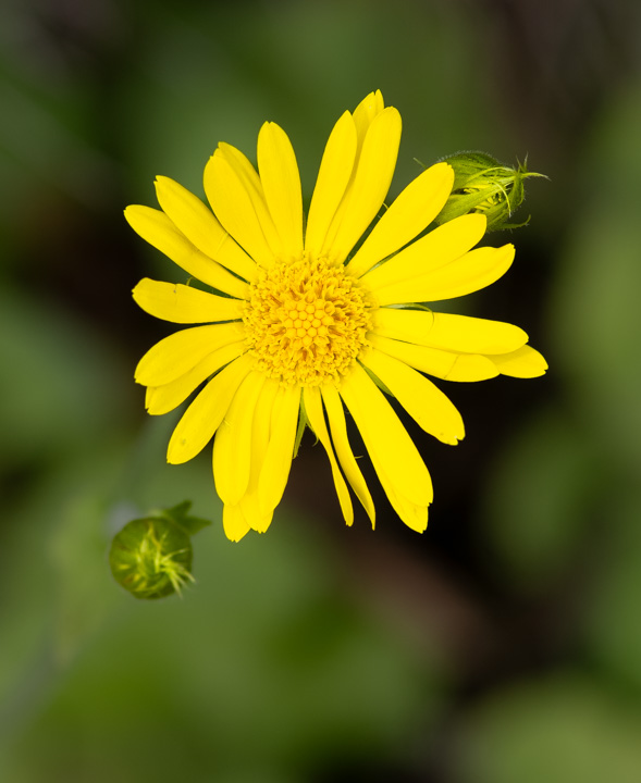 Simple yellow flower, two buds peeking round its edges