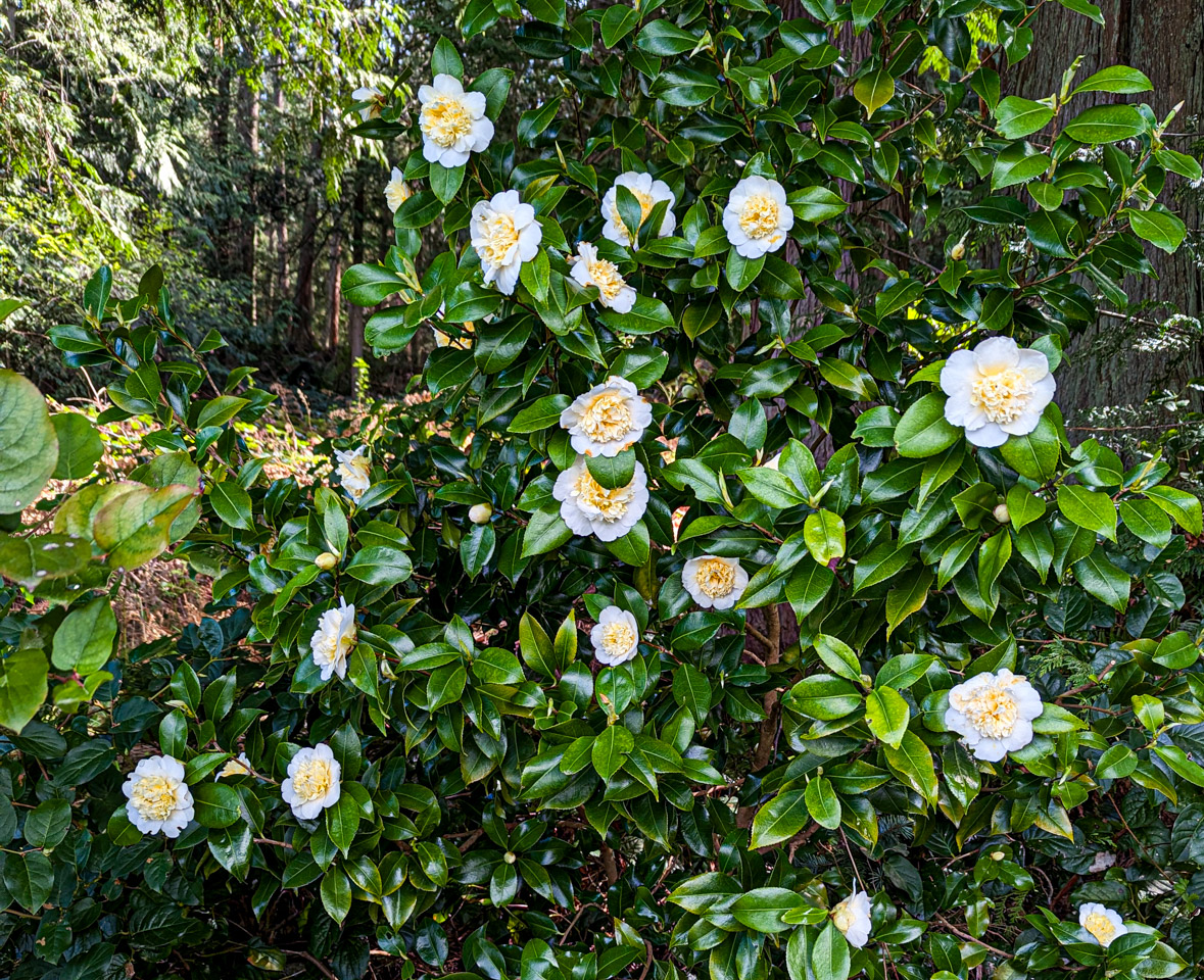 Camellia bush with many white and gold blossoms