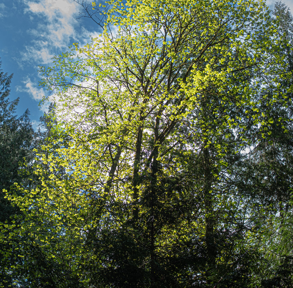 Tall trees leaning together