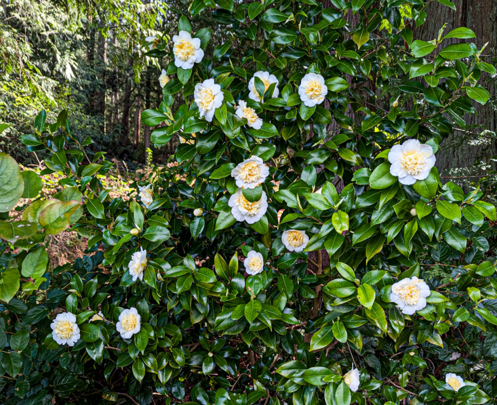 Camellia bush with many white and gold blossoms