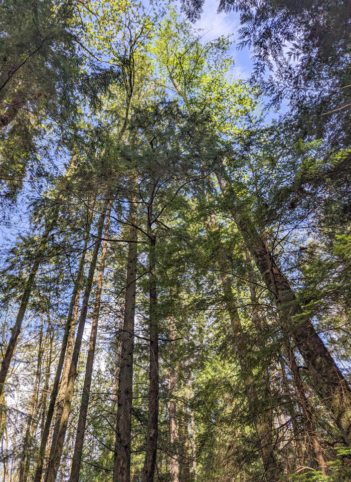 Tall trees leaning together