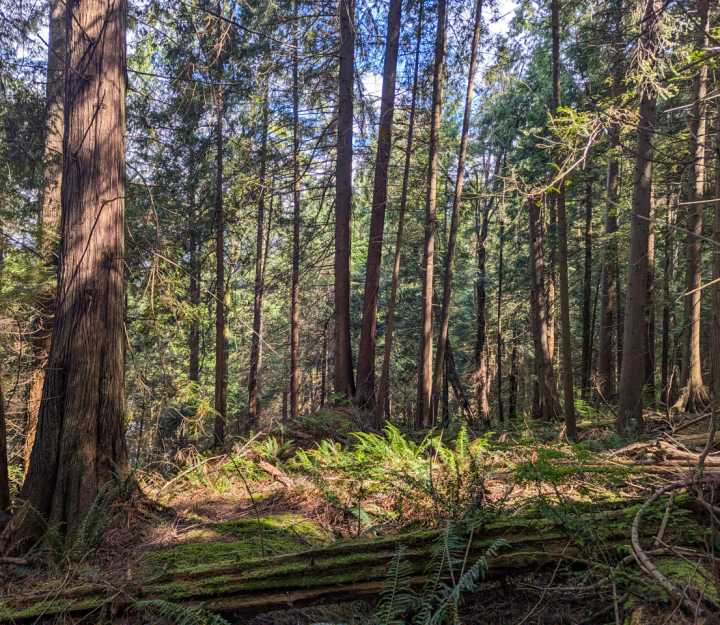 Pacific Northwest rain forest