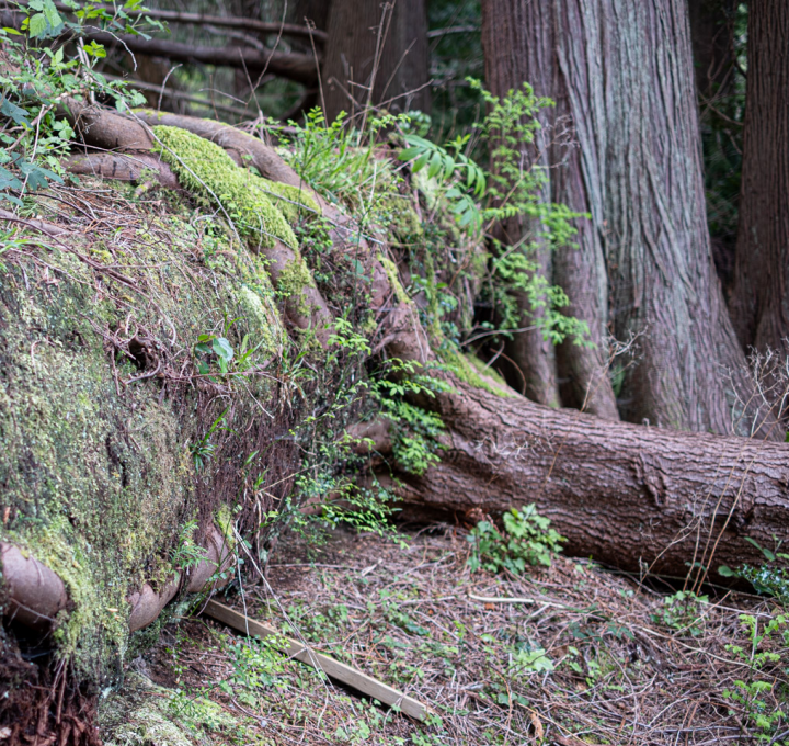 Nurse log rolled, laying a tree trunk flat