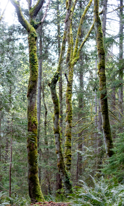 Tall bare tree trunks seem to dance
