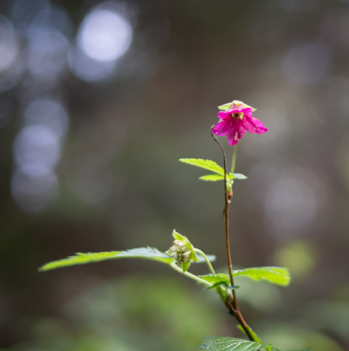 Small pink blossom, a bit tattered, the background out of focus