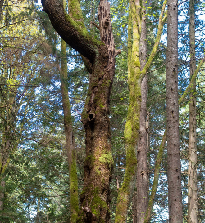 Tall bare tree trunks seem to dance