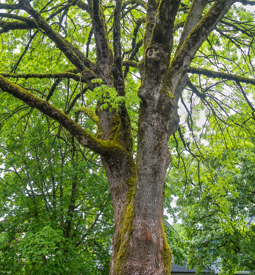 Looking up into the branches of a large deciduous tree