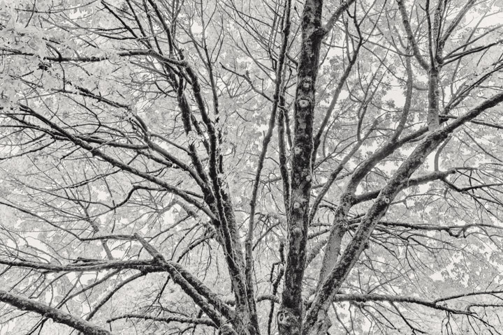 Black and white rendition of the spreading branches of a large tree