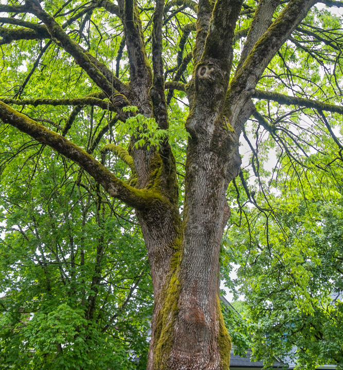 Looking up into the branches of a large deciduous tree