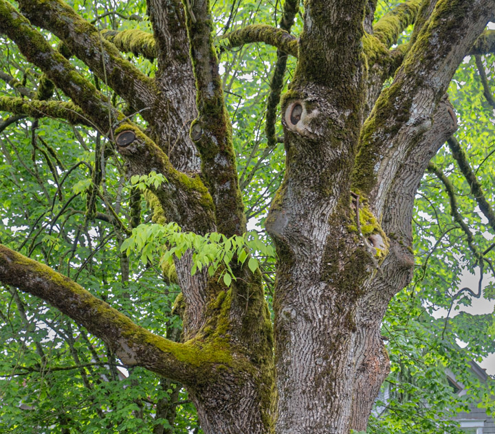 The first fork in the trunk of a large tree, with moss and outgrowths