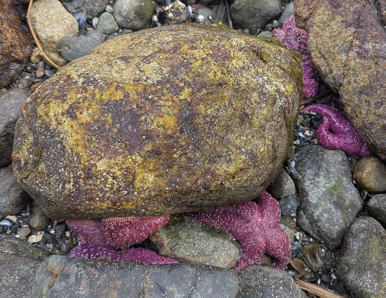 Purple sea stars hide among dark rocks
