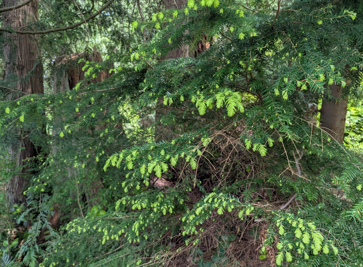 Evergreen branches in spring with the new life showing
