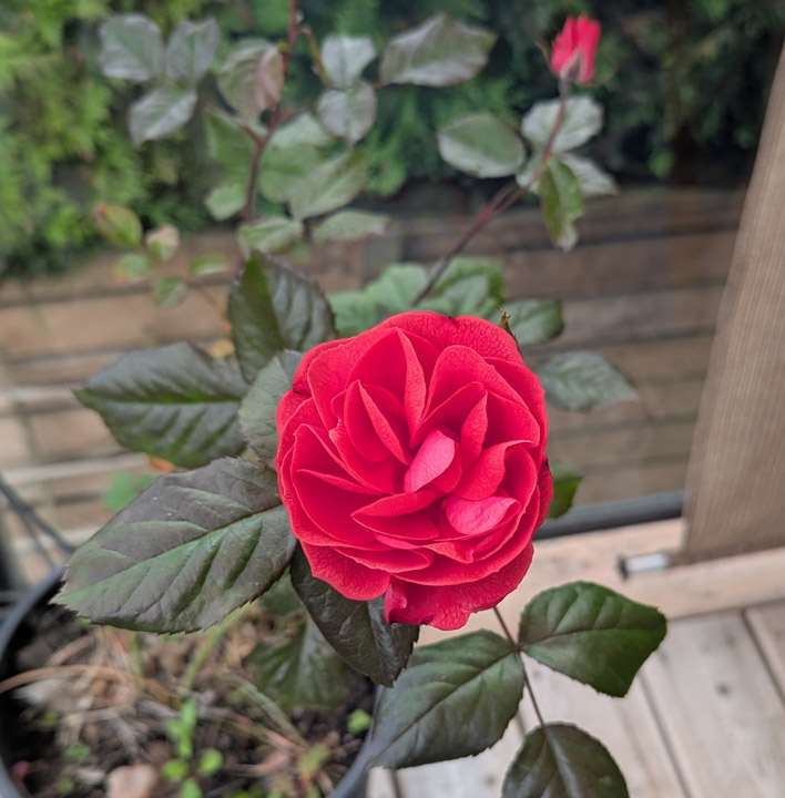 The “perfect” rose.