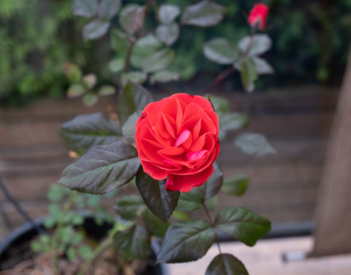 The “perfect” rose