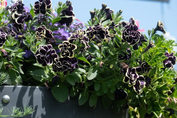 Flowers, intensely colored in near-black purple and yellow