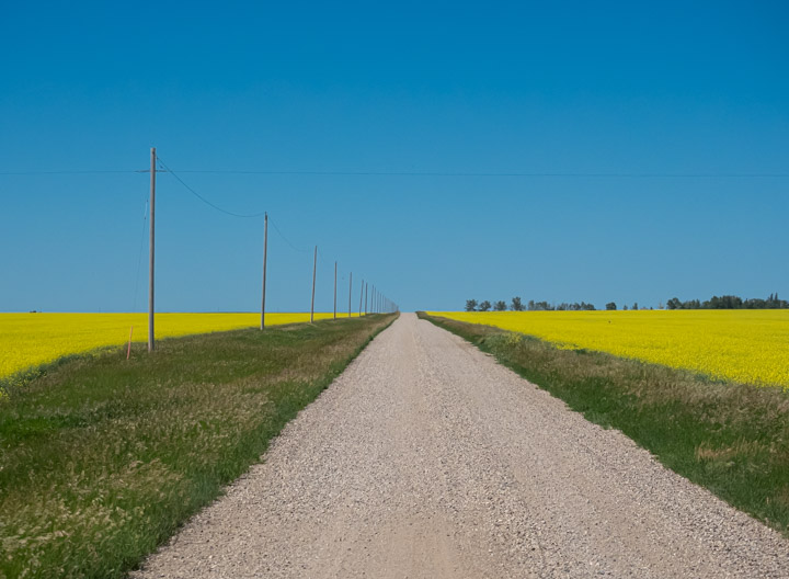 A road leading slightly uphill, brilliant yellow canola on both sides