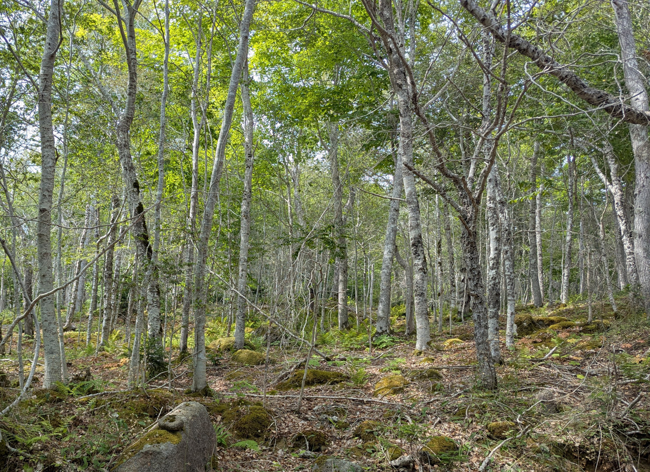Cape Breton forest