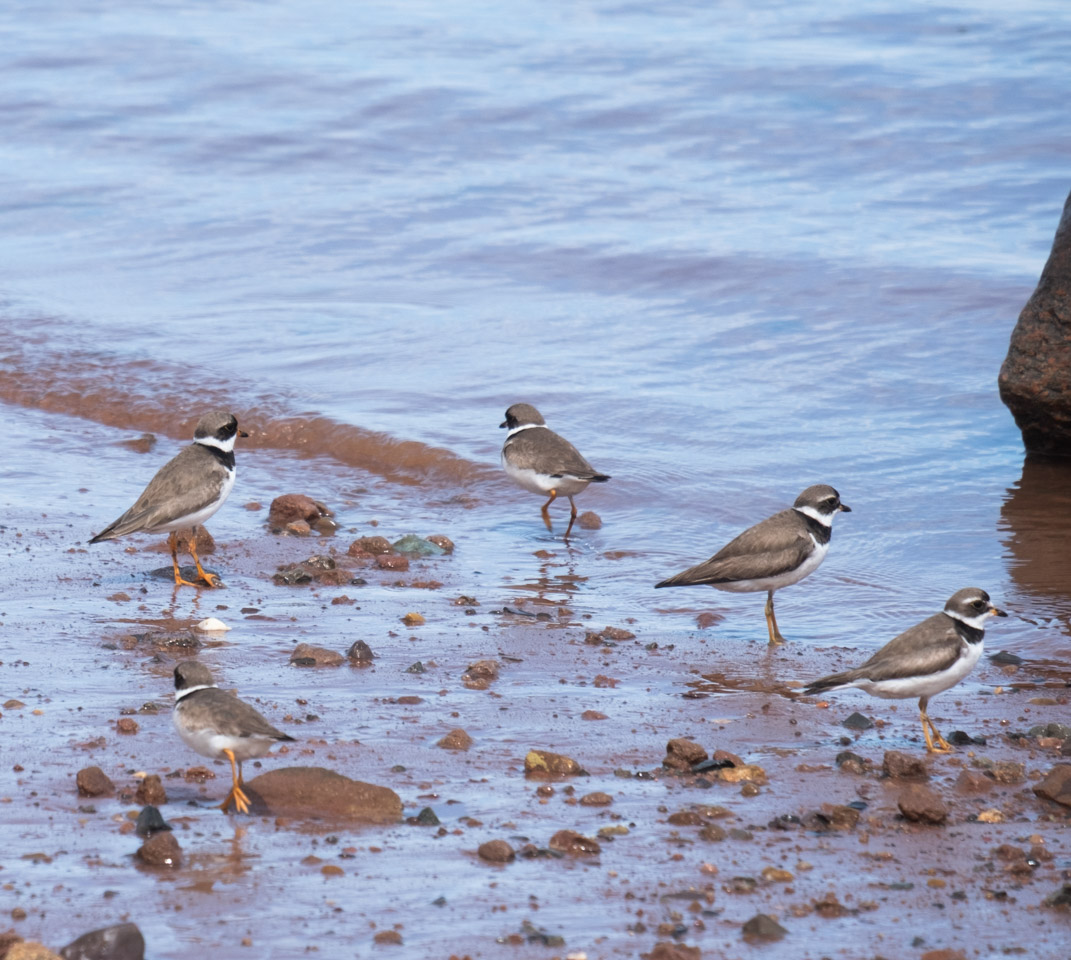Small birds on a beach