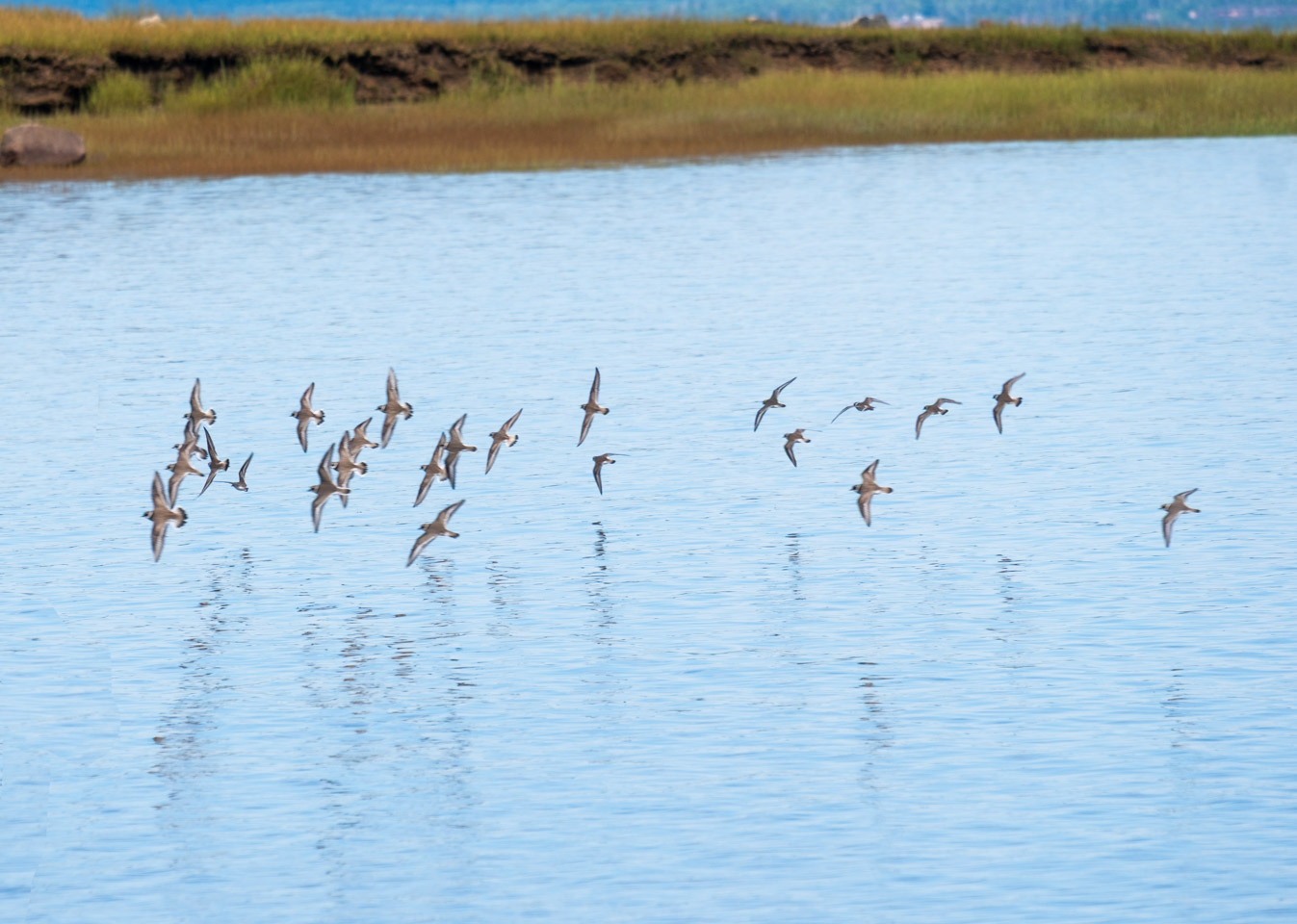 small birds flying over the ocean