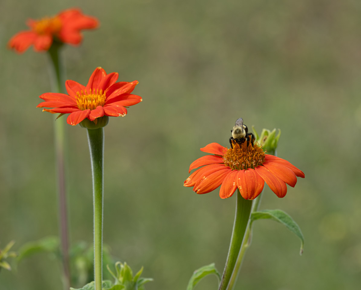 Three orange flowers, one with bee