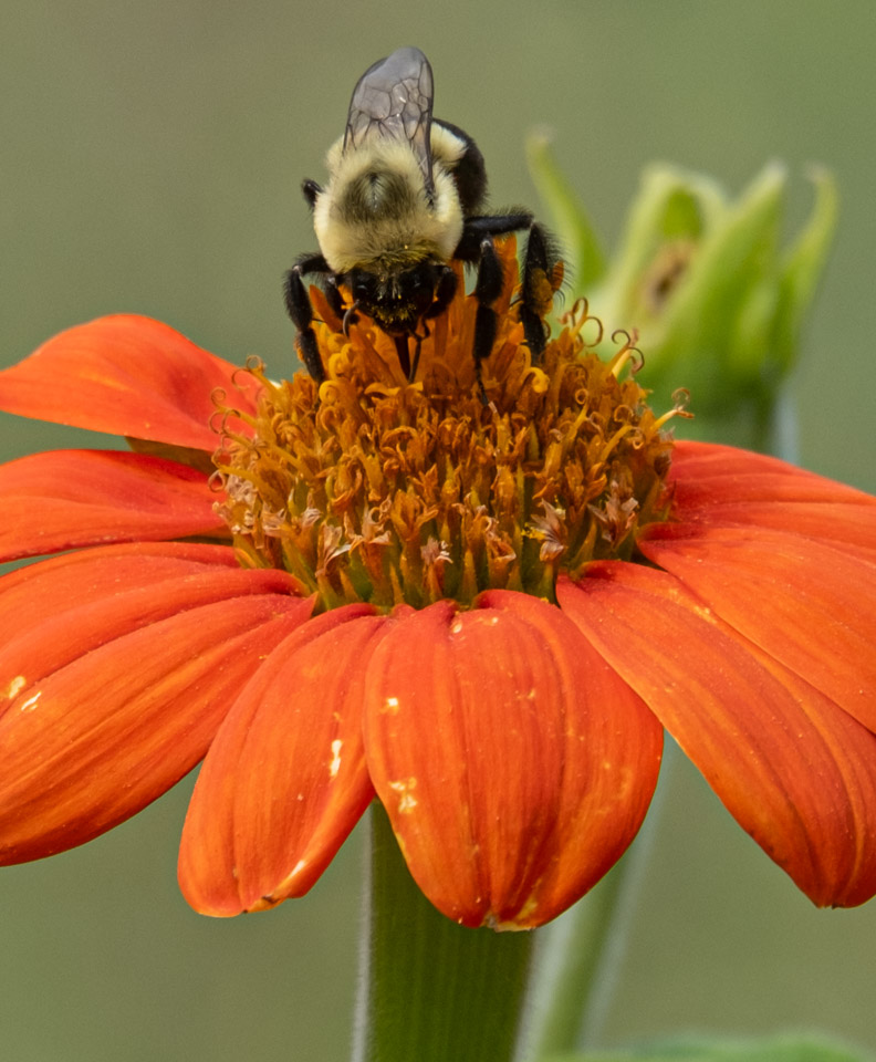 Close-up of bee in orange flower.