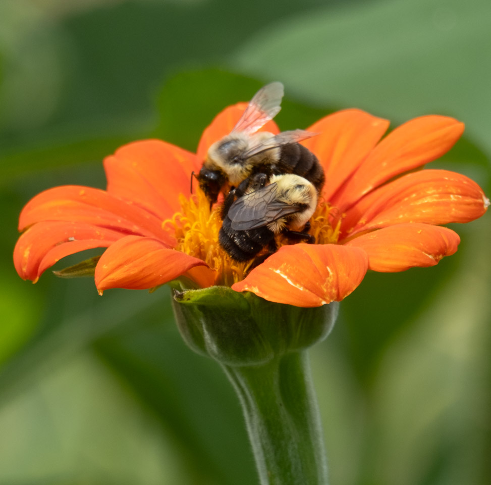 Two bees in an orange flower, close-up