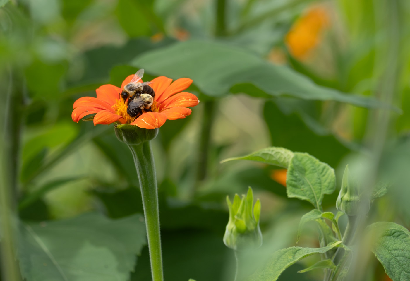 Two bees in an orange flower