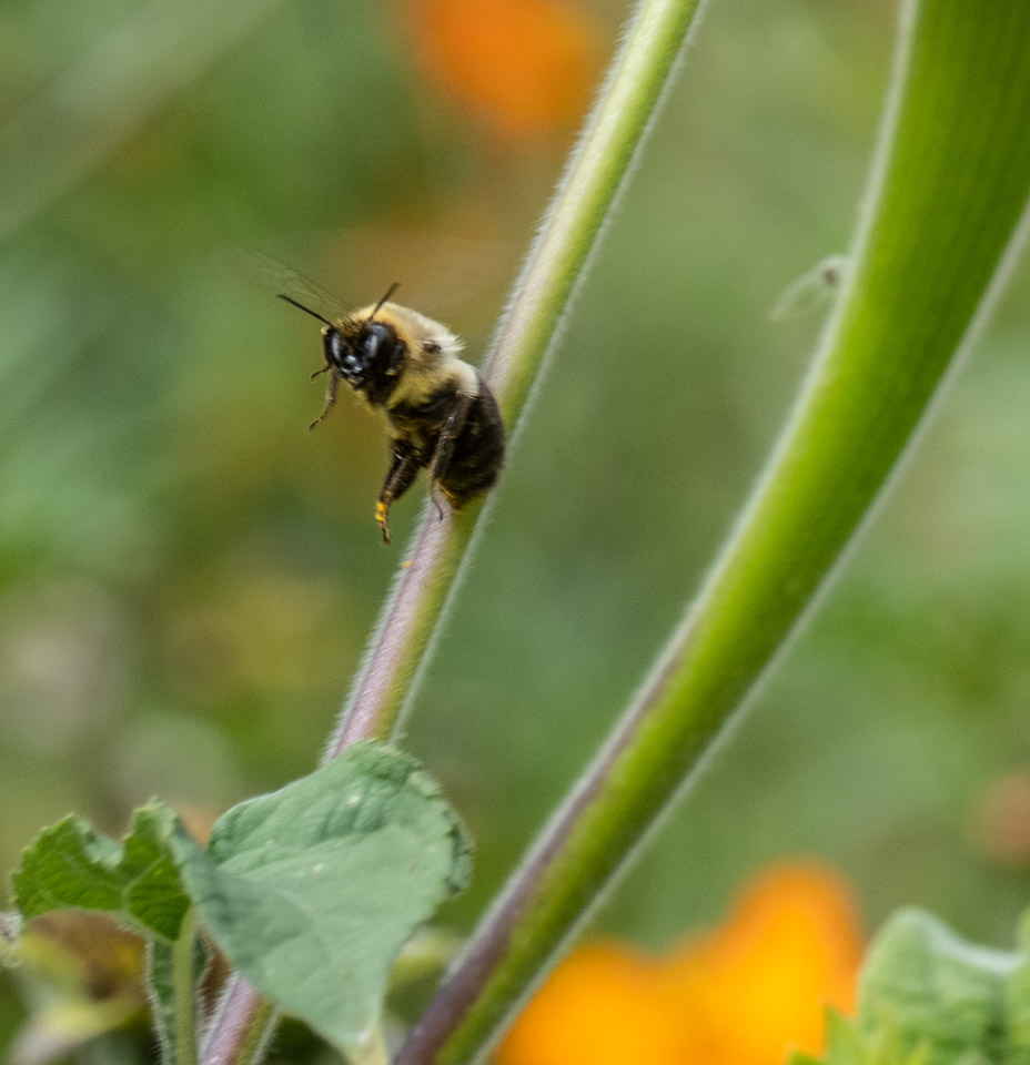 bee caught in flight among the blossoms