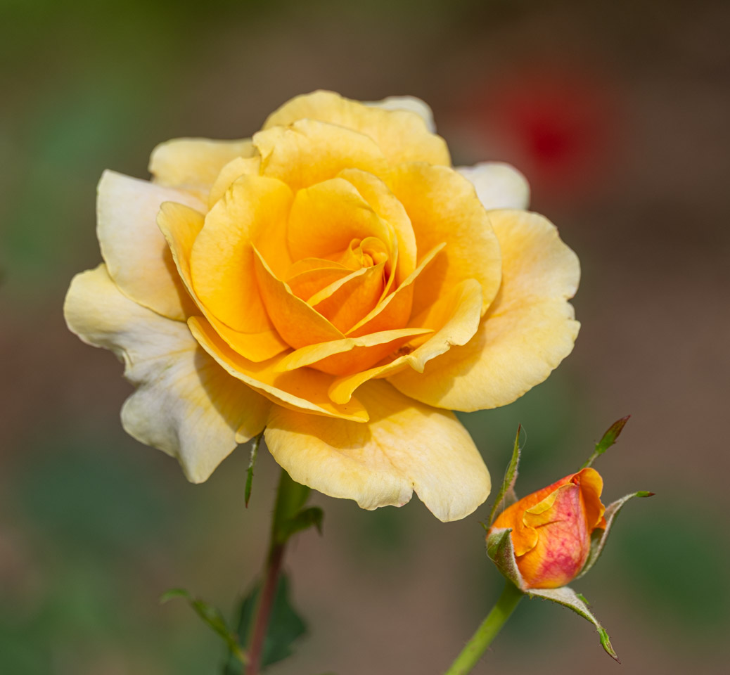 Yellow rose and bud