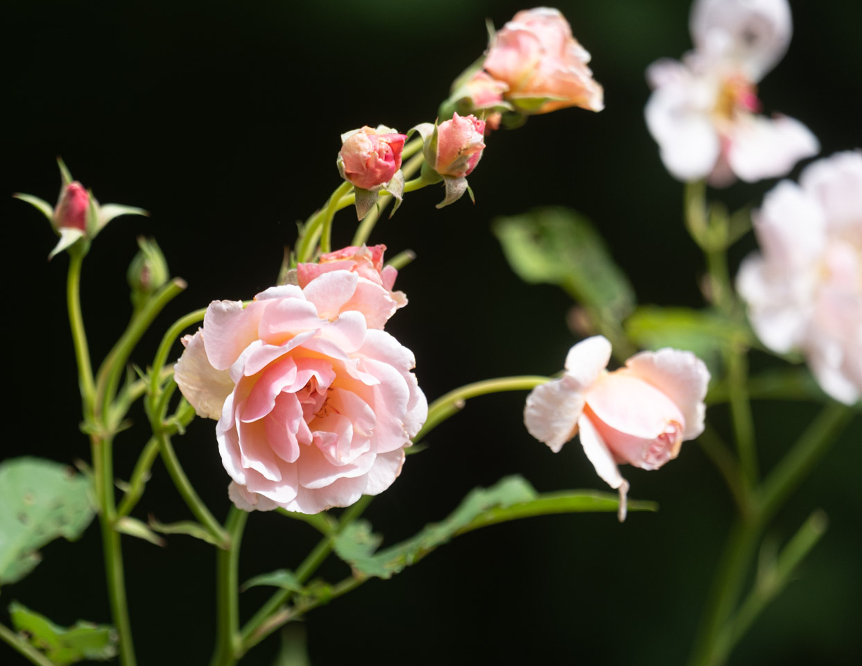Pink roses, black background