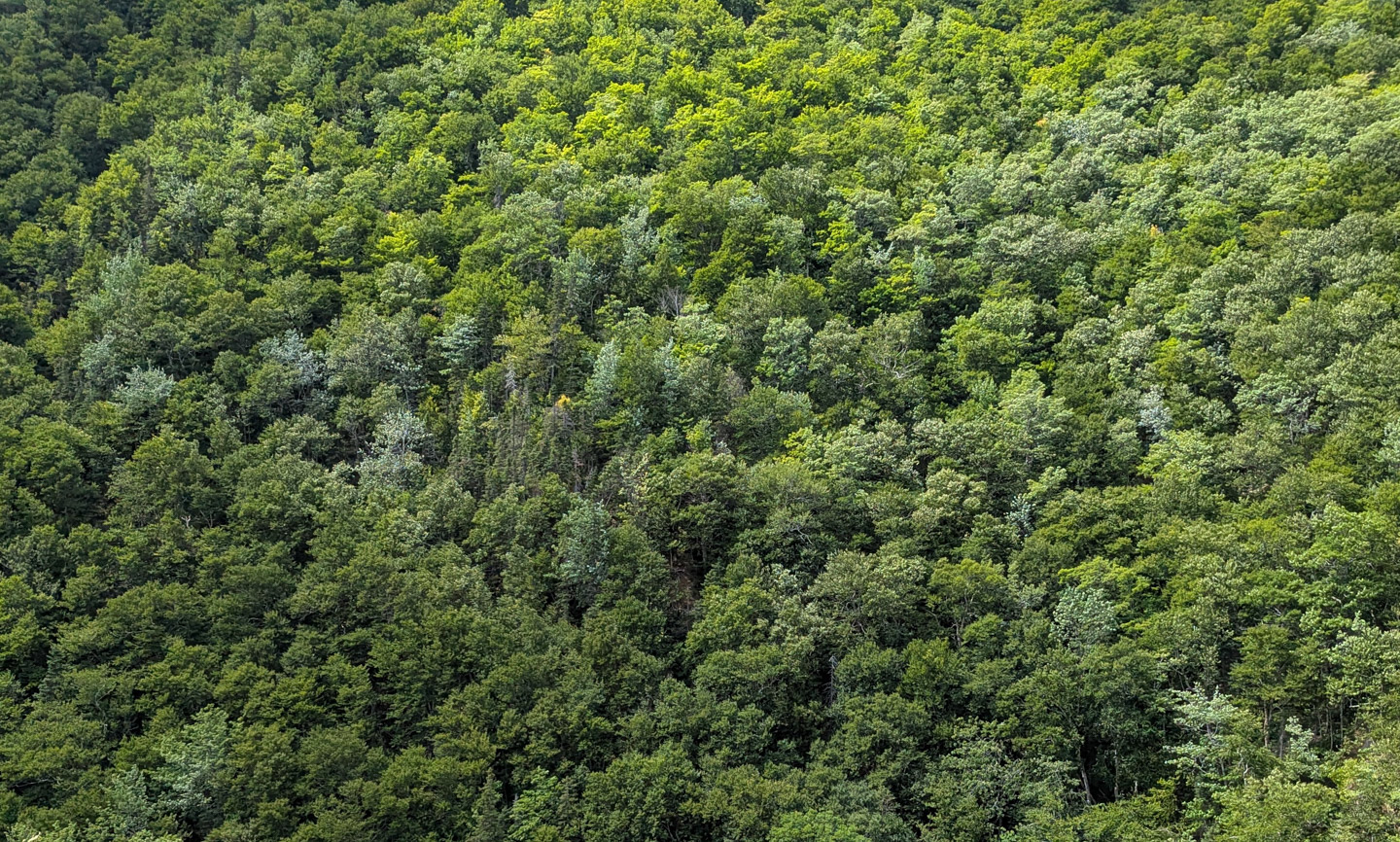 Forested mountainside