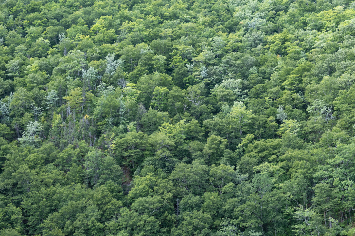 Forested mountainside