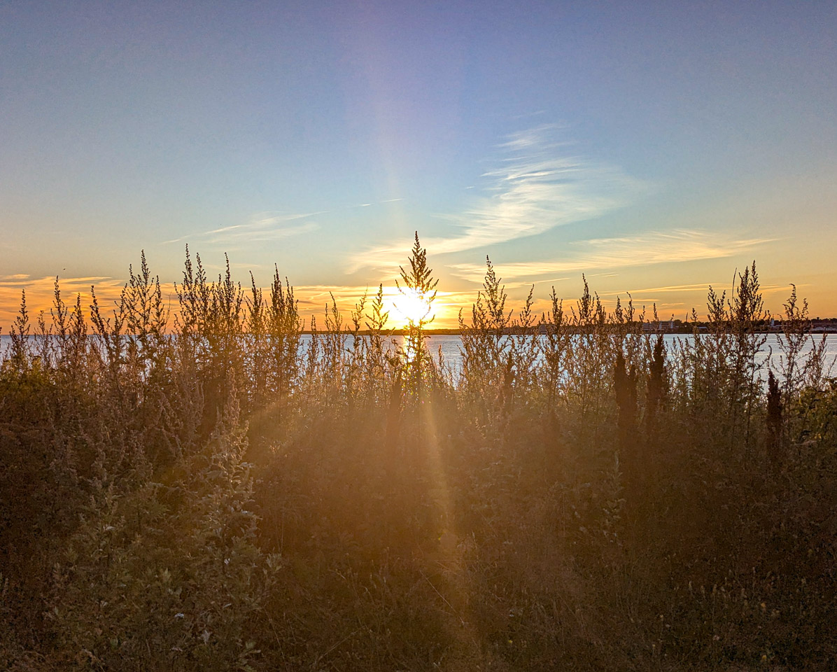 sunset through grasses