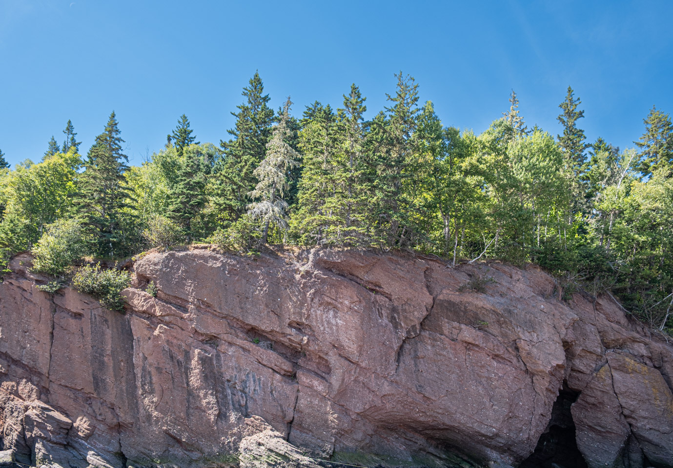 Clifftop forest at Hopewell Provincial Park