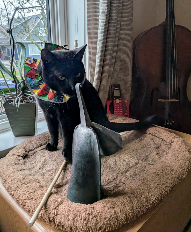 Black cat considers a Gankoqui