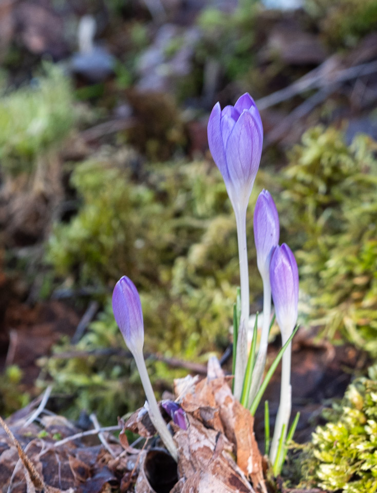 Crocuses of February 2026