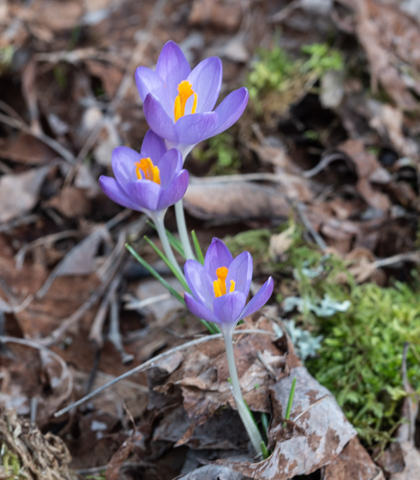 Spring crocus, now open for business