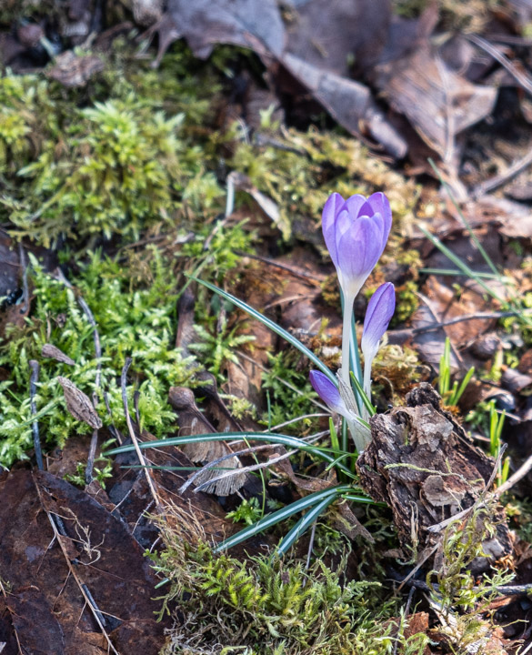 Crocuses of February 2026