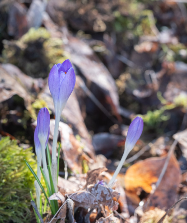 Crocuses of February 2026