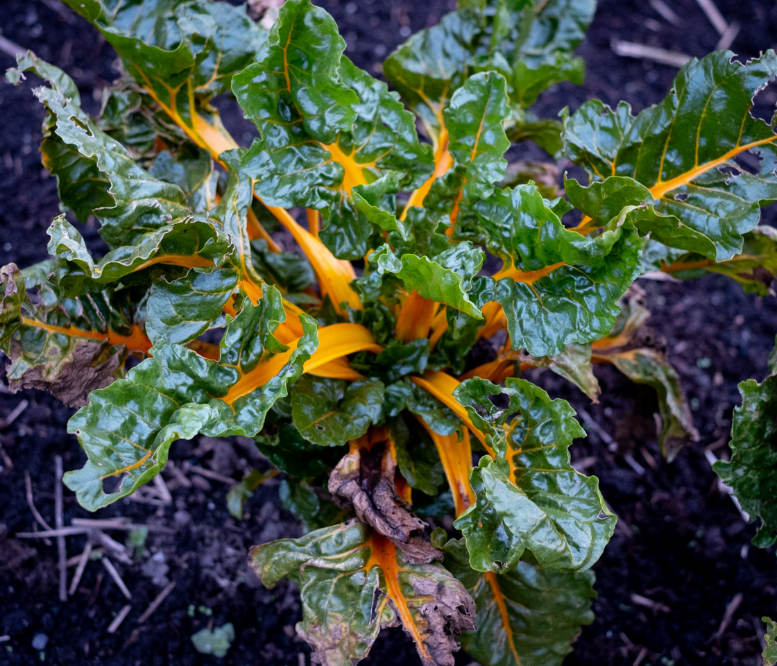 Looking down on a vegetable plant with glossy green leaves and orange-yellow stalks