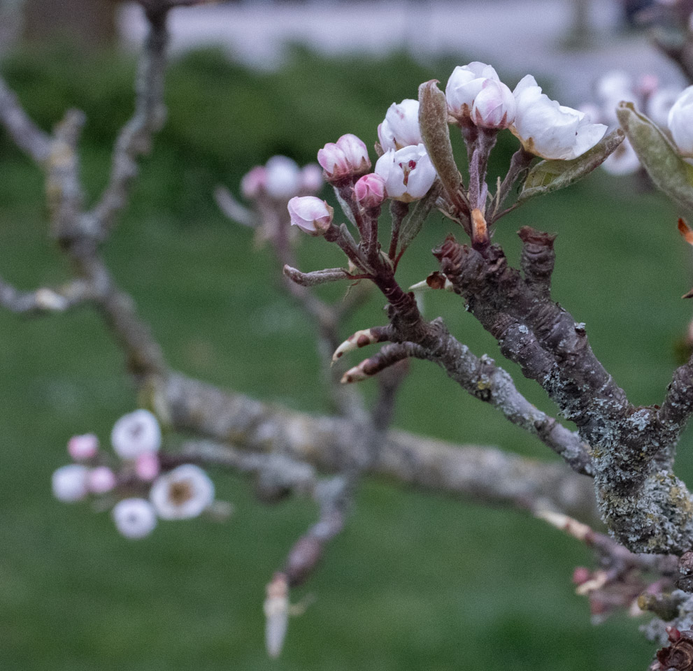 Fruit-tree blossoms on a blackened branch