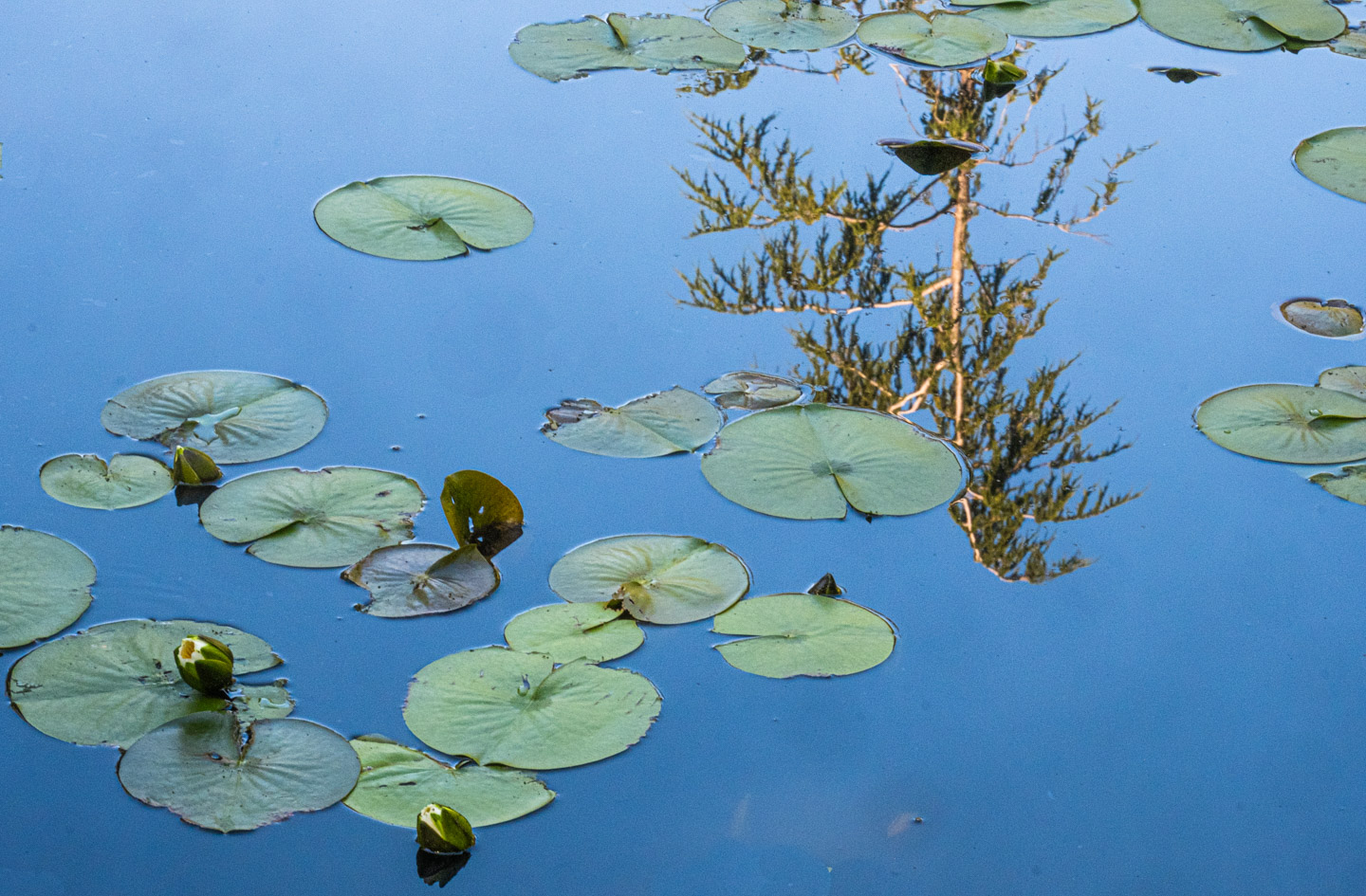 Pond surface featuring lily pads and the reflection of a tree