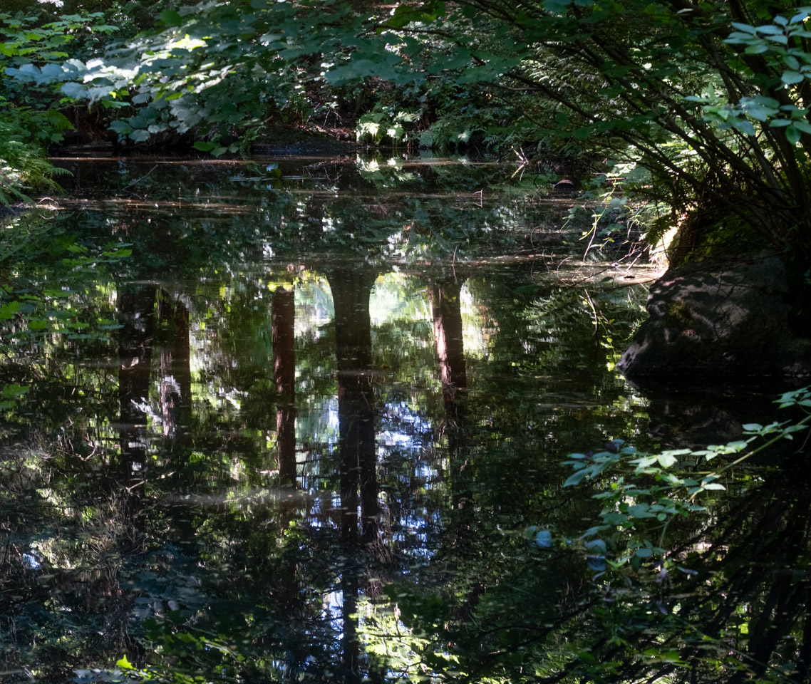 Trees and a complex plant assortment are reflected in a murky water surface