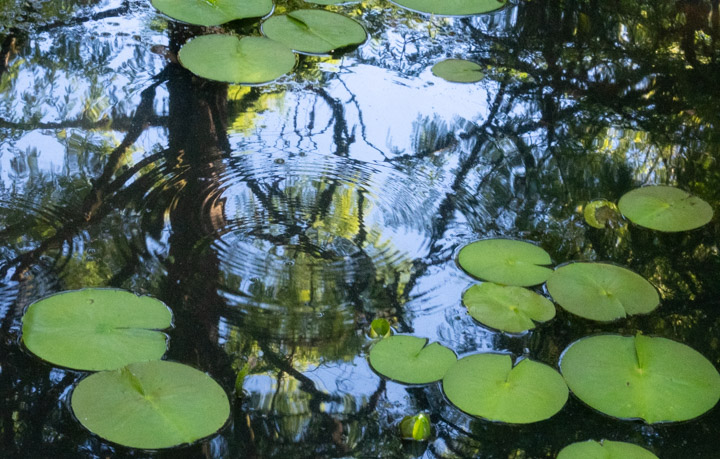 Pond surface with lily pads and a network of branches between the pond and sky