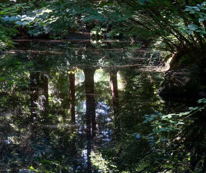 Trees and a complex plant assortment are reflected in a murky water surface